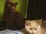 Chatons British Shorthairs LOOF &agrave; r&eacute;server