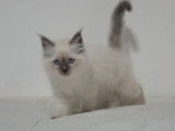 A vendre 3 chatons Sacr&eacute;s de Birmanie non-LOOF