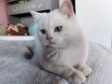 1 chaton m&acirc;le British Shorthair LOOF de mars 2025 &agrave; vendre