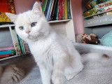 1 chaton mâle British Shorthair LOOF de mars 2025 à vendre