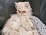 1 chaton m&acirc;le Persan non-LOOF &agrave; vendre, n&eacute; en mai 2025