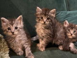 6 chatons m&acirc;les Maine Coons non-LOF &agrave; r&eacute;server