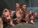 6 chatons m&acirc;les Maine Coons non-LOF &agrave; r&eacute;server