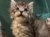 6 chatons m&acirc;les Maine Coons non-LOF &agrave; r&eacute;server