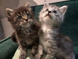 6 chatons m&acirc;les Maine Coons non-LOF &agrave; r&eacute;server