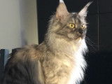 1 chatte Maine Coon LOOF &agrave; vendre, adulte n&eacute;e en juin 2020