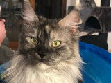 1 chatte Maine Coon LOOF &agrave; vendre, adulte n&eacute;e en juin 2020