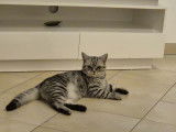 Chat British Shorthair silver tabby à vendre