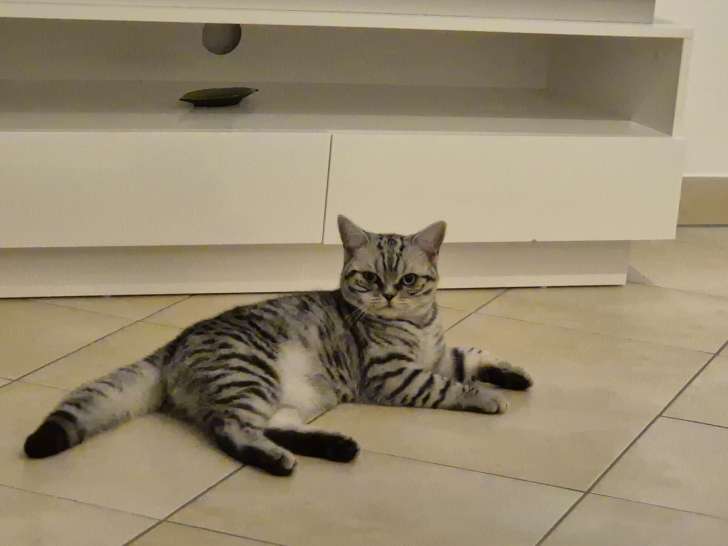 Chat British Shorthair silver tabby à vendre