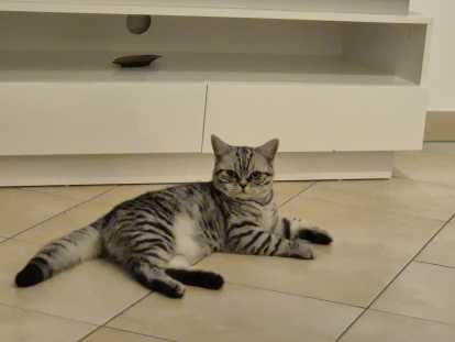 Chat British Shorthair silver tabby &agrave; vendre