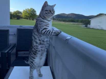 Chat British Shorthair silver tabby &agrave; vendre