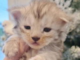 7 chatons Maine Coons LOOF &agrave; r&eacute;server