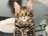 3 chatons Maine Coons LOOF &agrave; vendre, n&eacute;s en juillet 2025