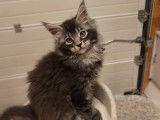 2 chatons m&acirc;les Maine Coons LOOF &agrave; vendre