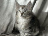 Des chatons Maine Coons LOOF &agrave; r&eacute;server