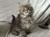 Des chatons Maine Coons LOOF &agrave; r&eacute;server