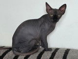 1 chaton femelle Sphynx non-LOOF &agrave; vendre