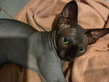 1 chaton femelle Sphynx non-LOOF &agrave; vendre