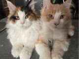 3 chatons Maine Coons LOOF &agrave; vendre, 2 femelles et 1 m&acirc;le de juillet 2025