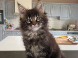 Vente d'une chatonne Maine Coon LOOF