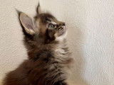 Vente d'une chatonne Maine Coon LOOF