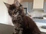 Vente d'une chatonne Maine Coon LOOF