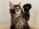 Vente d'une chatonne Maine Coon LOOF