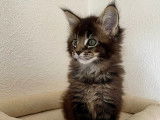 Vente d'une chatonne Maine Coon LOOF
