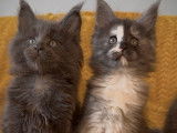 4 chatons m&acirc;les Maine Coons LOOF &agrave; r&eacute;server