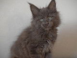4 chatons m&acirc;les Maine Coons LOOF &agrave; r&eacute;server