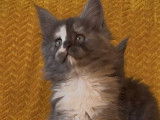4 chatons m&acirc;les Maine Coons LOOF &agrave; r&eacute;server
