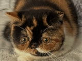 Vente d'une chatonne femelle Exotic Shorthair LOOF, n&eacute;e en mai 2025