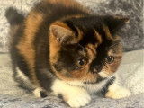 Vente d'une chatonne femelle Exotic Shorthair LOOF, n&eacute;e en mai 2025