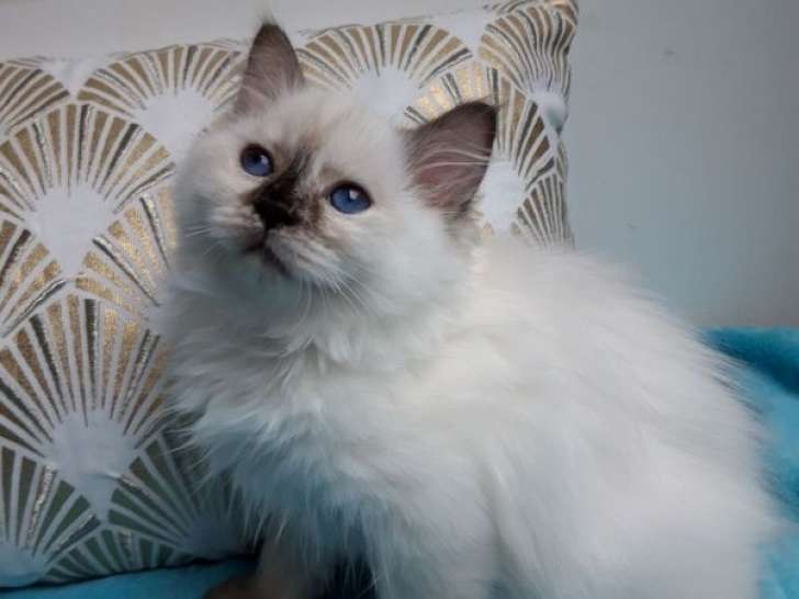 2 chatons femelles Ragdolls LOOF à vendre, seal tortie point et chocolat tortie point de juin 2025