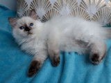 2 chatons femelles Ragdolls LOOF à vendre, seal tortie point et chocolat tortie point de juin 2025