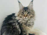 2 chatons m&acirc;les Maine Coons LOOF &agrave; vendre