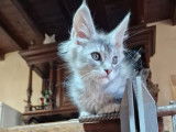 1 chaton m&acirc;le Maine Coon LOOF &agrave; vendre, n&eacute; en septembre 2025