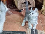 1 chaton m&acirc;le Maine Coon LOOF &agrave; vendre, n&eacute; en septembre 2025