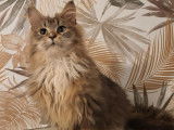2 chatons Maine Coons LOOF &agrave; vendre