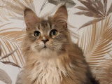 2 chatons Maine Coons LOOF &agrave; vendre