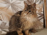 2 chatons Maine Coons LOOF &agrave; vendre