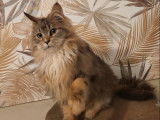 2 chatons Maine Coons LOOF &agrave; vendre