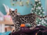 R&eacute;servation ouverte pour 1 chaton m&acirc;le Bengal LOOF