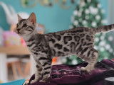 R&eacute;servation ouverte pour 1 chaton m&acirc;le Bengal LOOF
