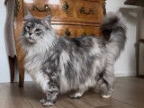 Vente d'une femelle Maine Coon LOOF adulte, black silver tortie n&eacute;e en 2020