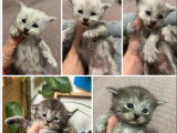 5 chatons femelles Maine Coons LOOF &agrave; r&eacute;server