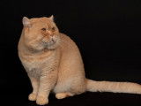 1 chat British Shorthair LOOF disponible pour saillie, red silver ticked tabby n&eacute; en septembre 2021
