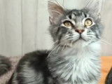 Magnifique chaton Maine Coon black silver &agrave; vendre