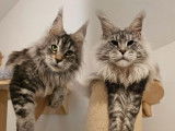2 chatons femelles Maine Coons LOOF de novembre 2025 &agrave; r&eacute;server