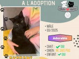 &Agrave; adopter : chaton m&acirc;le de 9 mois